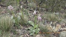 Orchis-simia_цветение_2